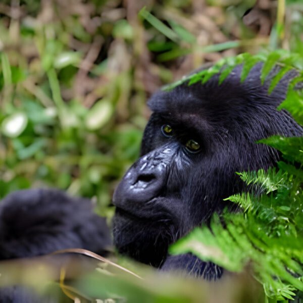 Gorilla habituation
