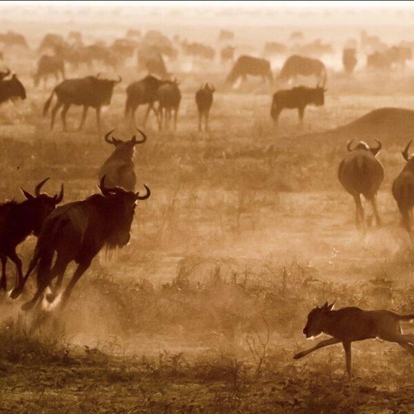 Tanzania safari tour