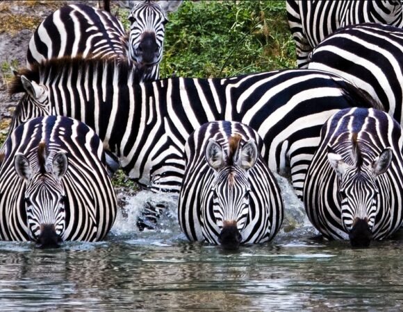 Most best country for tour in Africa | Affordable Tanzania and Uganda package