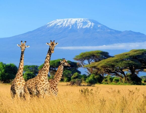 7-Day Best Private Camping Safari in Tanzania – Pickup from Moshi, Arusha, Airport & Karatu