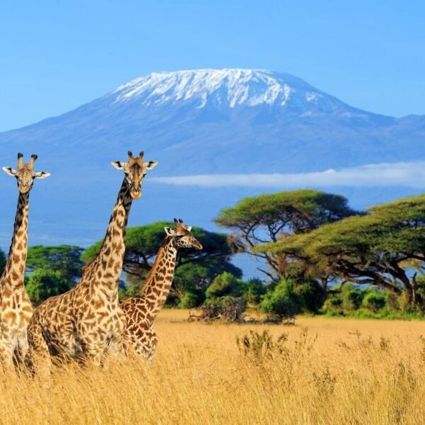Premier Private & Group Tanzania Destination Tour from Switzerland