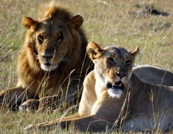 The best time to visit Tanzania for 2026, 2027 and 2028