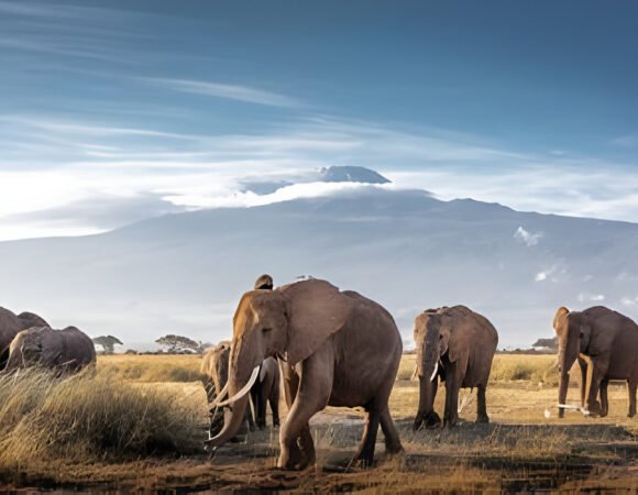 12-Day Combined Kenya & Tanzania Safari tours