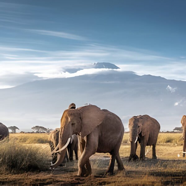 Voyage safari privé ou en groupe en Tanzanie au départ de la France