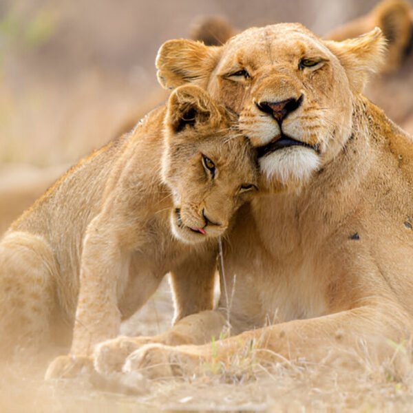 Travels specialist operator in Tanzania