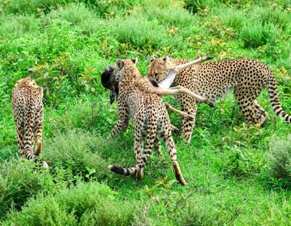 6-Day Finest Tanzania Safari Tour from Switzerland, Poland, France & Spain