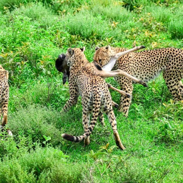 6-Day Finest Tanzania Safari Tour from Switzerland, Poland, France & Spain