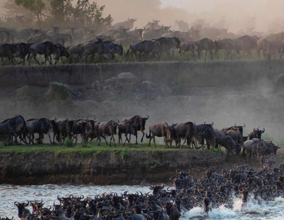 Tanzania Safari Tours – 50+ Group & Private Packages