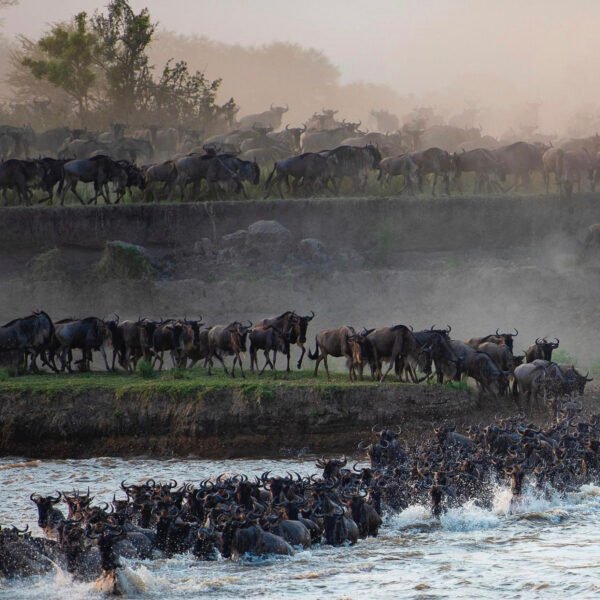 Tanzania Safari Tours – 50+ Group & Private Packages