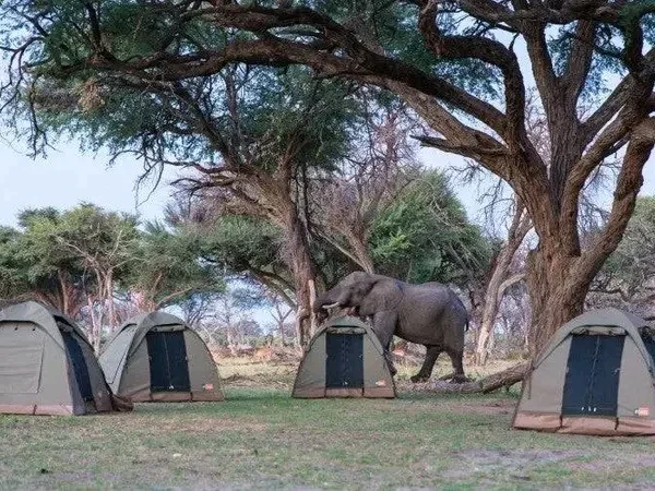 5-Day Camping Safari in Tanzania – Serengeti, Ngorongoro & Tarangire