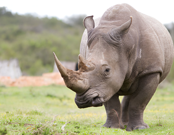 5D/4N Serengeti Safari Tour – Africa’s Premier National Park Experience