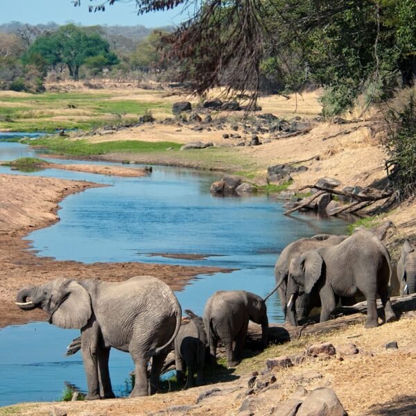 Recommended 6-Day Luxury Tanzania Safari tour package