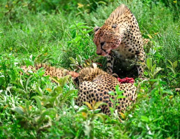 5-Day Serengeti National Park Luxury Safari in Tanzania (2026–2027+)