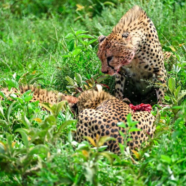 5-Day Serengeti National Park Luxury Safari in Tanzania (2026–2027+)