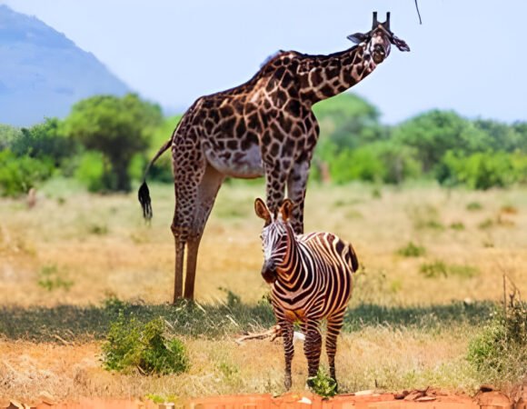 DODOMA TOUR | MOUNT KILIMANJARO TREK | TANZANIA LUXURY SAFARI PACKAGE