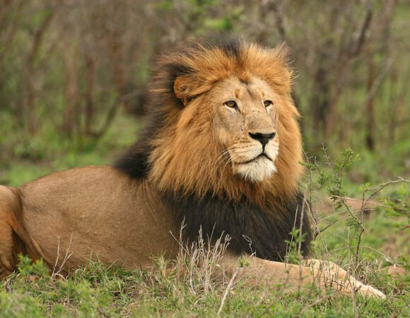 A 3-Day Tanzania Budget Safari Tour Package