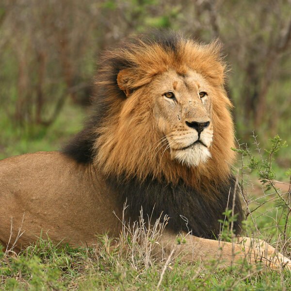 A 3-Day Tanzania Budget Safari Tour Package