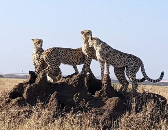4-Day Mid-Luxury Tanzania Safari: Serengeti, Ngorongoro & Tarangire