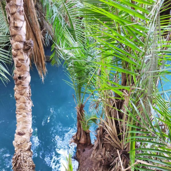 A Full-Day Tour to Chemka Hot Springs and coffee tour