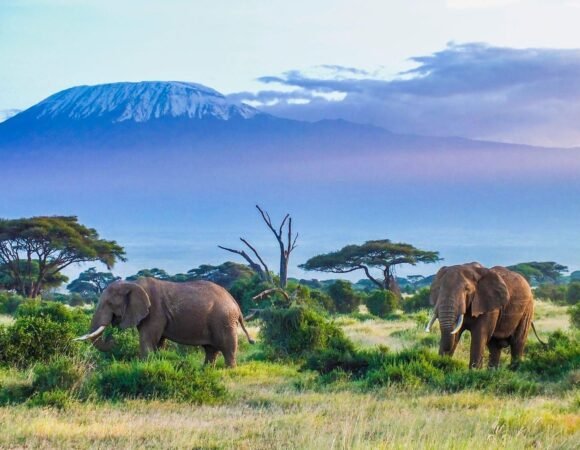 Best Price Tanzania Tours from $200-Best Deals & Prices