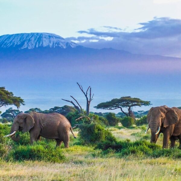 Best Price Tanzania Tours from $200-Best Deals & Prices