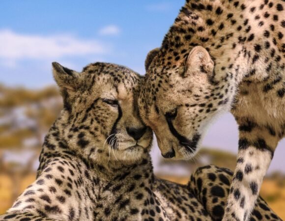 Opérateur de Voyages Supérieur en Tanzanie