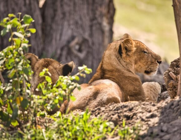 6-Day Tanzania Camping Safari -Beautifully Wild Tanzania Tours