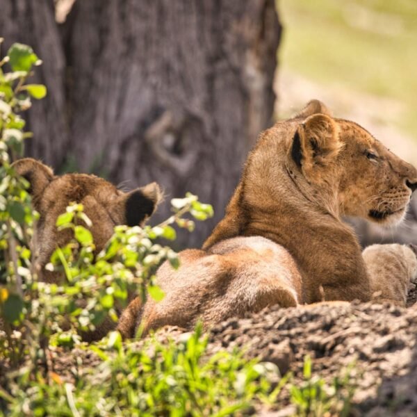 6-Day Tanzania Camping Safari -Beautifully Wild Tanzania Tours