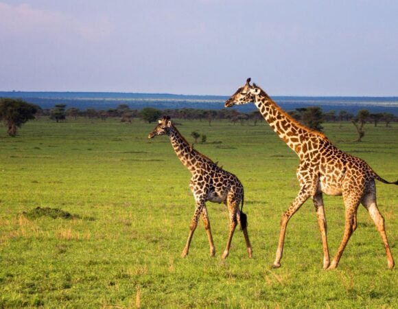 9 day Tanzania safari & Zanzibar Tour from Itally, switzerland, USA, German