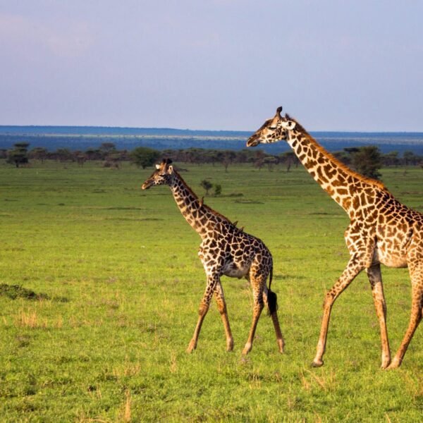 9 day Tanzania safari & Zanzibar Tour from Itally, switzerland, USA, German