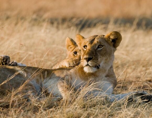 Top rated Tanzania tour: 8-day Tanzania Northern Circuit Safari package