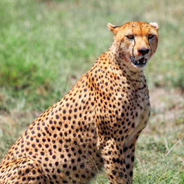 12-Day Kilimanjaro Climb & Tanzania Safari Tour from Moshi/ Arusha/ Zanzibar/ JRO