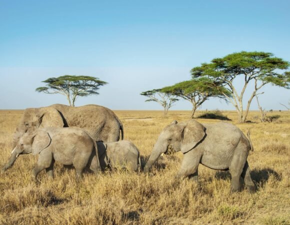 Remarkable 1 day Tarangire safari from Arusha