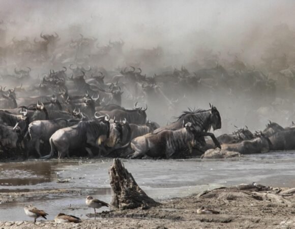 Tanzania safari - Modern Tanzania Tour Packages