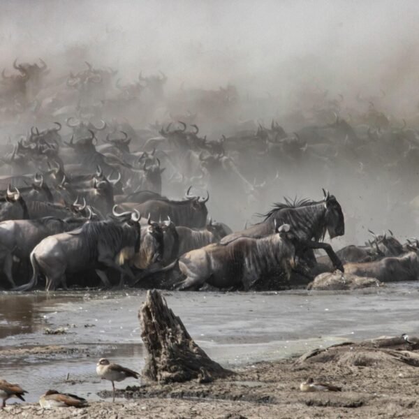 Tanzania safari - Modern Tanzania Tour Packages