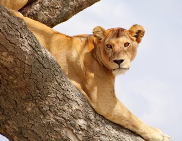 BEST TANZANIA TOURS | AFRICAN TOURISM CONTACT & SAFARI EXPERTS