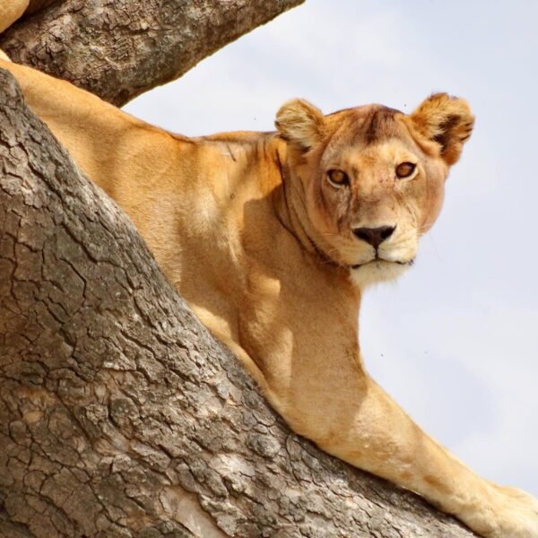 BEST TANZANIA TOURS | AFRICAN TOURISM CONTACT & SAFARI EXPERTS