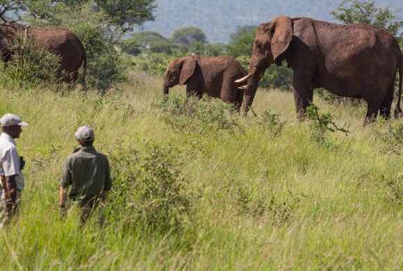 3-Day Safari Tour in Tanzania to Serengeti and Ngorongoro Crater