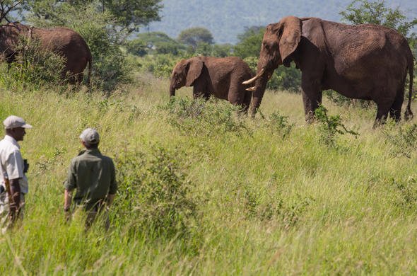 3–7 Day Mikumi Safari Tour | Ruaha | Nyerere National Park in Tanzania