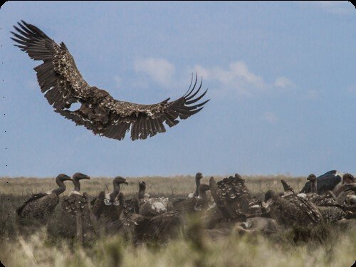 Le meilleur tour opérateur en Tanzanie pour les Meilleurs Visites
