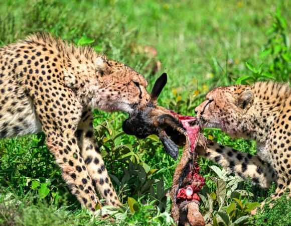 1-Day Ngorongoro crater safari Tour