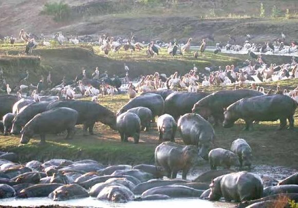 4-Day Best Tanzania safari to Tarangire, Serengeti & Ngorongoro crater