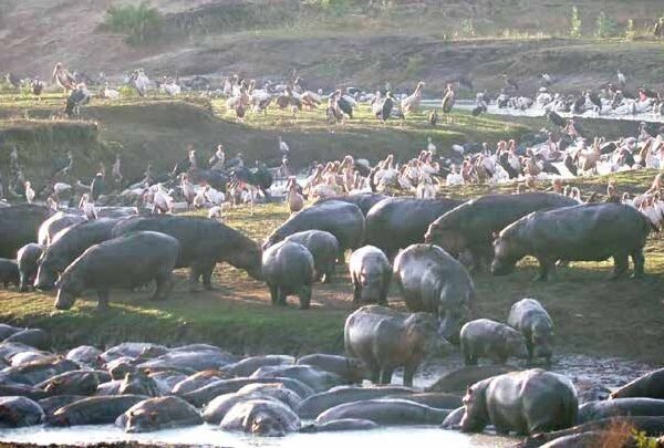 4-Day Best Tanzania safari to Tarangire, Serengeti & Ngorongoro crater