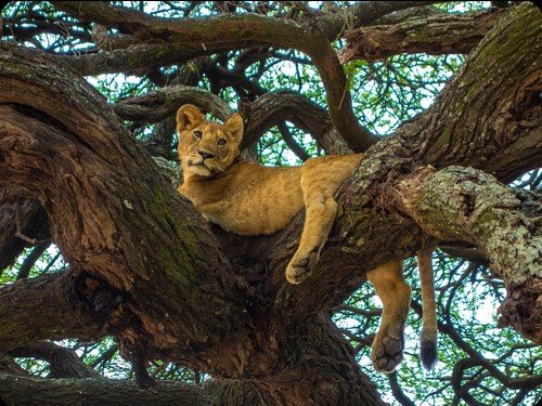 BEST MONTHS & TIME FOR SAFARI IN TANZANIA AND KILIMANJARO TREKKING