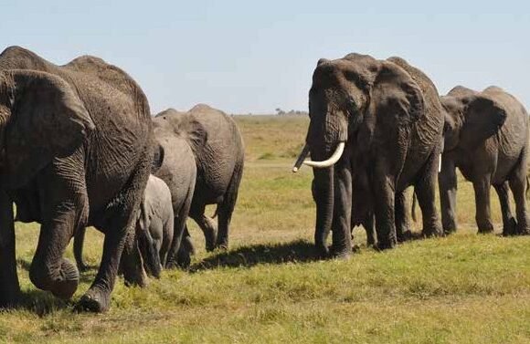 Tarangire & Ngorongoro Crater Tour - 2-Day Foremost Tanzania Safari