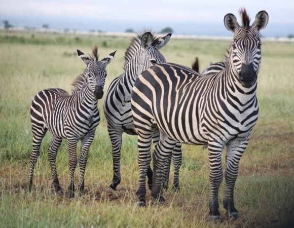 8-Day Best Safari Destinations in Tanzania with Serengeti Balloon Safari