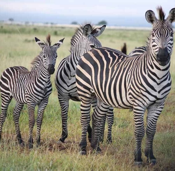 8-Day Best Safari Destinations in Tanzania with Serengeti Balloon Safari