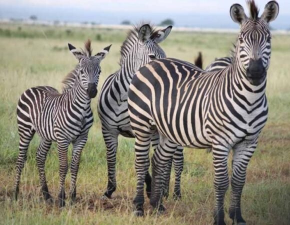 Arusha National Park Tour