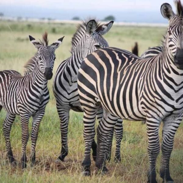 Arusha National Park Tour