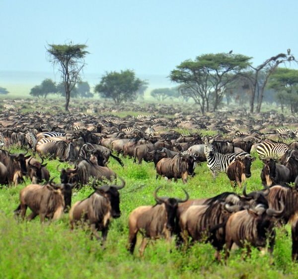 9-Day Private Group Safari Tour in Tanzania
